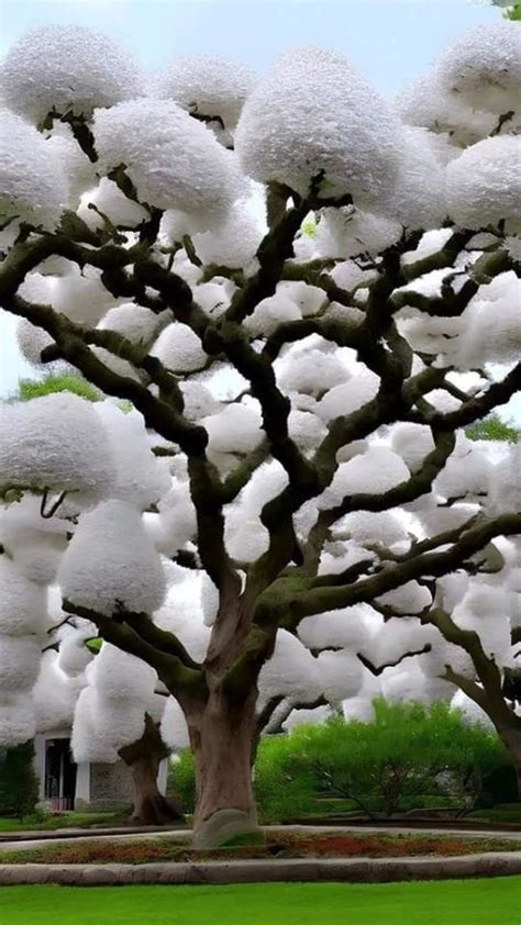 chinese lusu tree